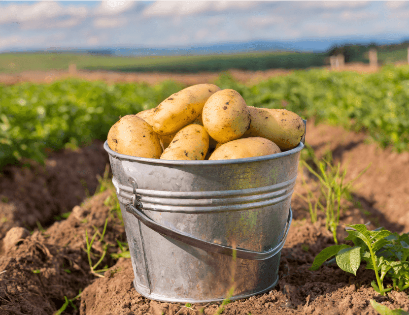 pomme de terre bucket